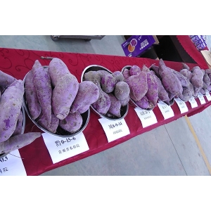 紫薯优良品种
