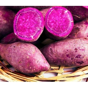 紫薯是不是转基因食品？央视新闻明确回答你