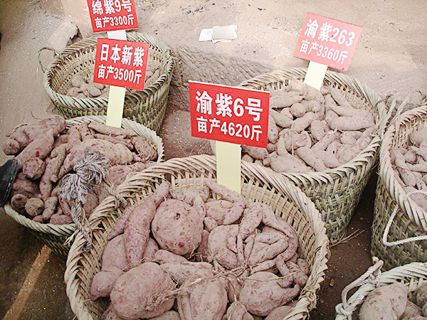 紫薯优良品种(图1)