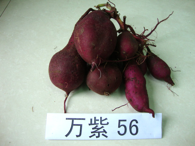 紫薯优良品种(图6)