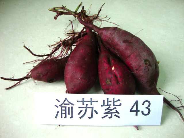 紫薯优良品种(图7)