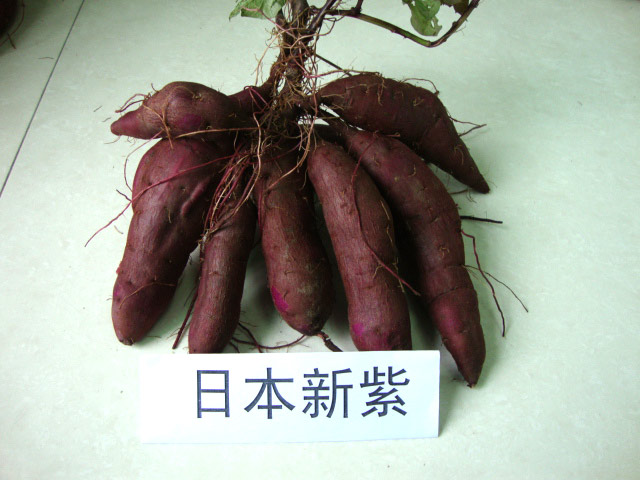 紫薯优良品种(图4)