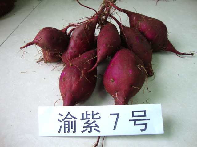 紫薯优良品种(图5)