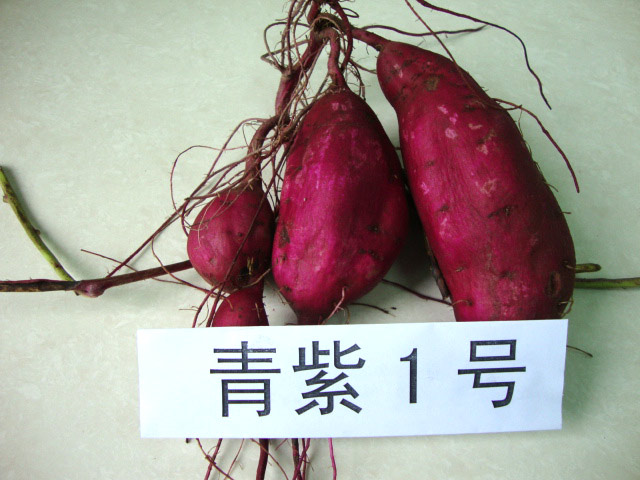 紫薯优良品种(图8)